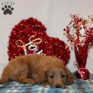 Polly, Mini Goldendoodle Puppy